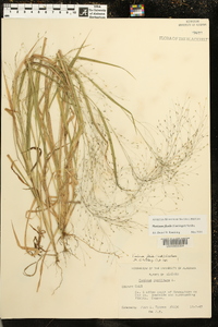 Panicum flexile image