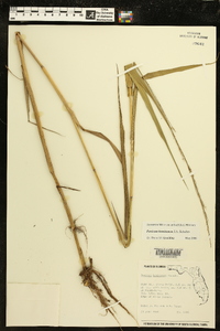 Panicum hemitomon image