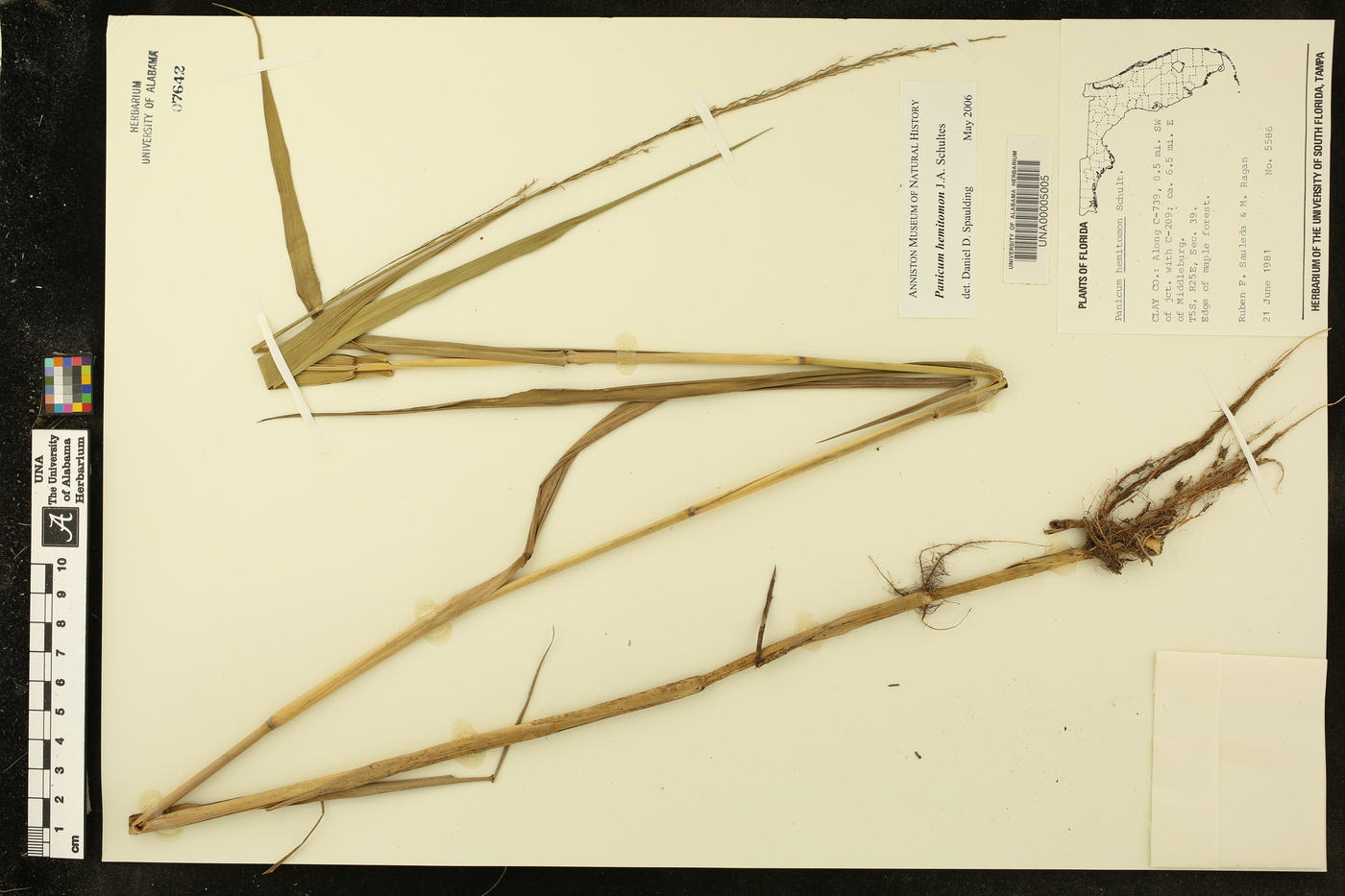 Panicum hemitomon image
