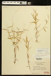 Dichanthelium dichotomum subsp. dichotomum image