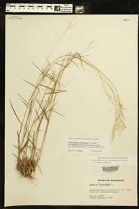 Dichanthelium dichotomum subsp. roanokense image