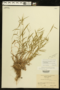 Dichanthelium dichotomum subsp. dichotomum image