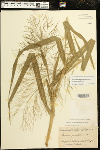 Panicum dichotomiflorum subsp. dichotomiflorum image