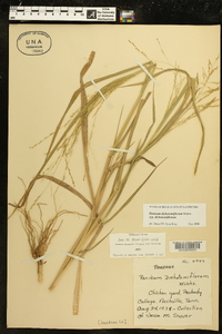 Panicum dichotomiflorum subsp. dichotomiflorum image