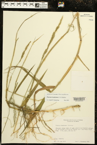 Panicum hemitomon image