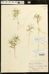 Dichanthelium dichotomum subsp. dichotomum image