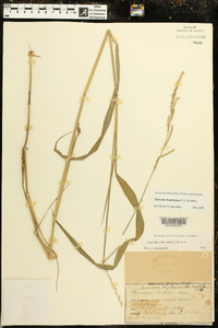 Panicum hemitomon image