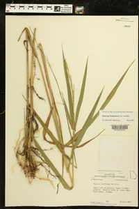 Panicum hemitomon image