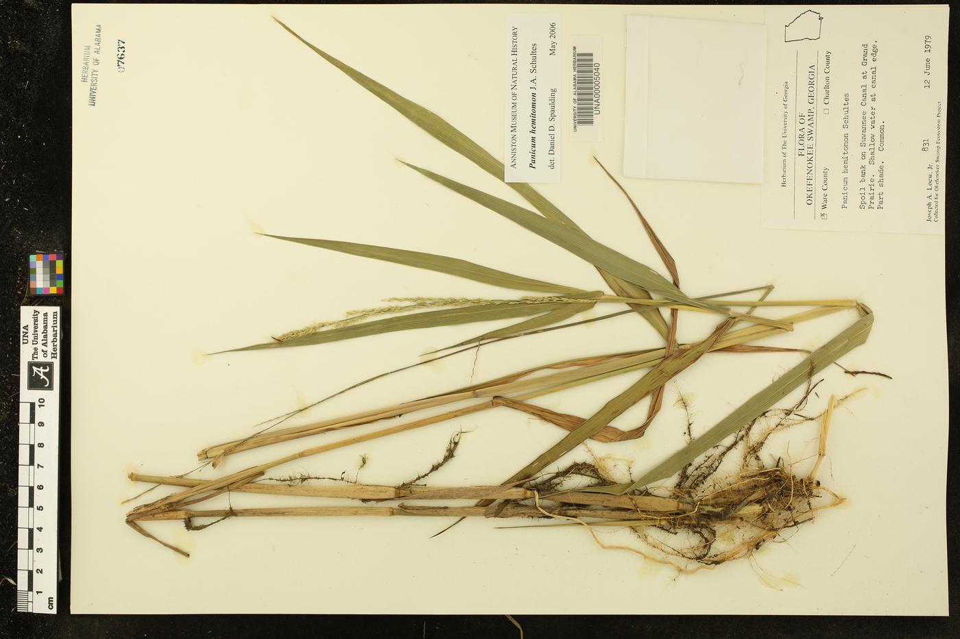 Panicum hemitomon image