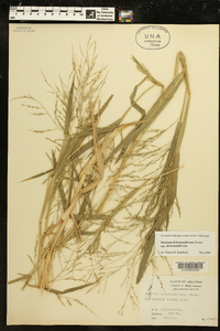 Panicum dichotomiflorum subsp. dichotomiflorum image