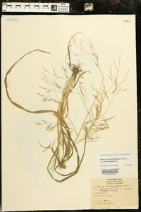 Panicum dichotomiflorum subsp. dichotomiflorum image