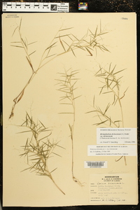 Dichanthelium dichotomum subsp. dichotomum image