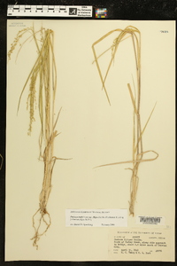 Panicum hallii image