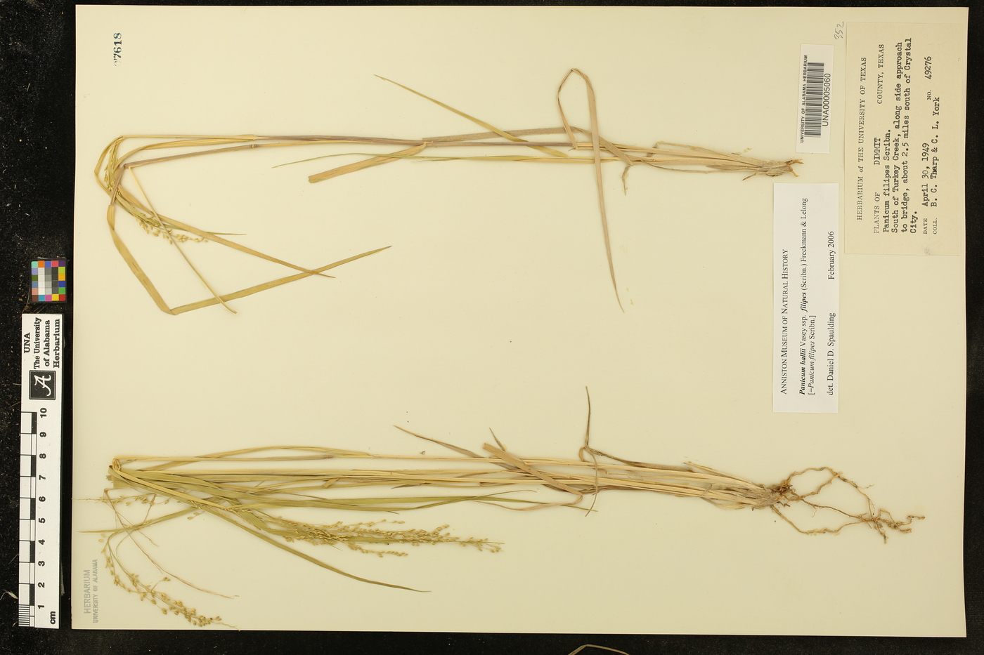 Panicum hallii subsp. filipes image