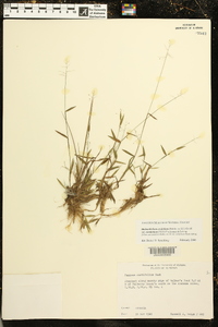 Dichanthelium ensifolium image