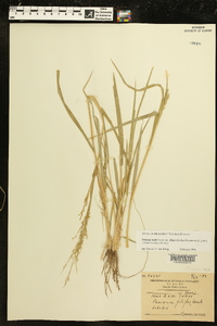 Panicum hallii image