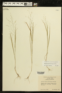 Panicum flexile image