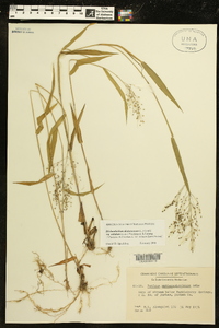 Dichanthelium dichotomum subsp. nitidum image