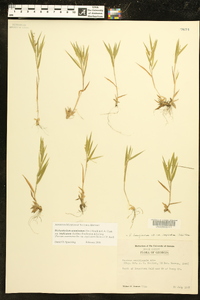 Dichanthelium acuminatum subsp. implicatum image