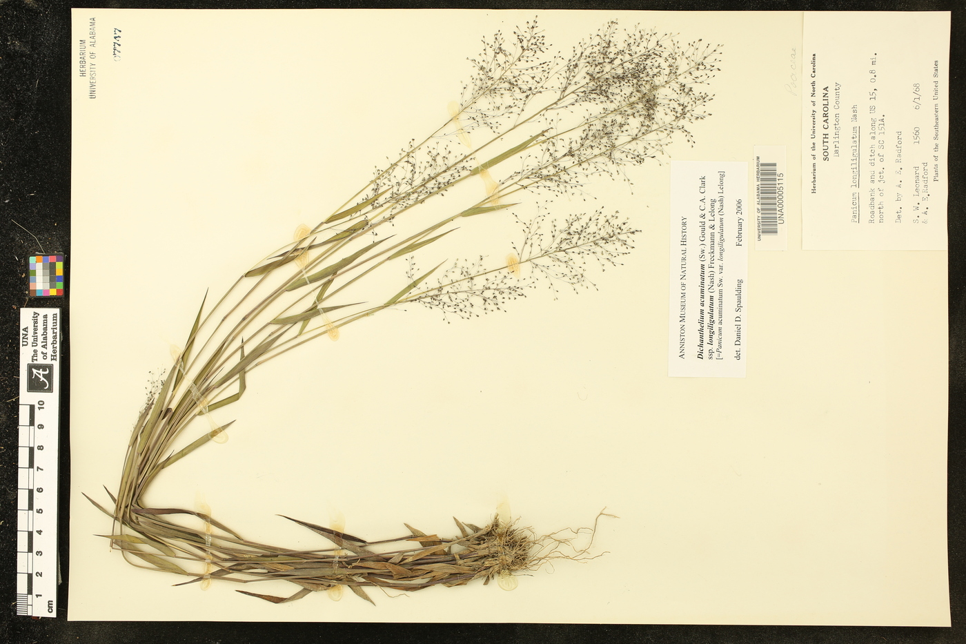 Dichanthelium acuminatum subsp. longiligulatum image