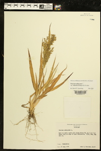 Panicum miliaceum image