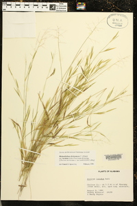 Dichanthelium dichotomum subsp. lucidum image