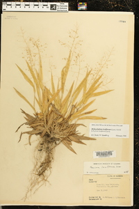 Dichanthelium laxiflorum image