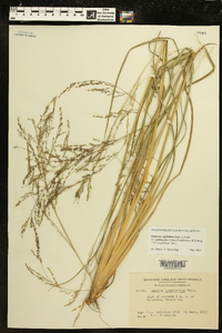 Coleataenia longifolia image