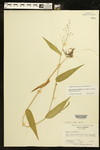 Dichanthelium latifolium image