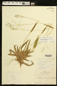 Dichanthelium laxiflorum image