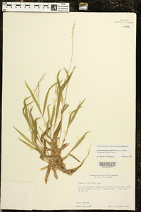 Dichanthelium laxiflorum image