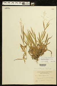 Panicum xalapense image