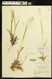 Dichanthelium laxiflorum image