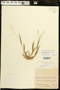 Dichanthelium laxiflorum image