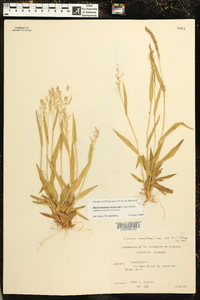 Dichanthelium laxiflorum image