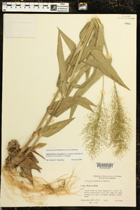 Dichanthelium polyanthes image