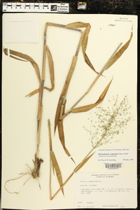 Dichanthelium scoparium image