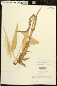 Dichanthelium polyanthes image