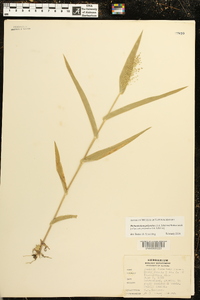 Dichanthelium polyanthes image