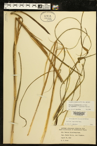 Coleataenia rigidula subsp. rigidula image