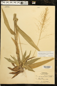 Dichanthelium polyanthes image