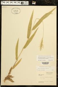 Dichanthelium polyanthes image