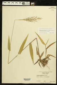 Dichanthelium polyanthes image