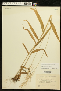 Dichanthelium polyanthes image