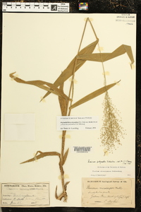 Dichanthelium polyanthes image