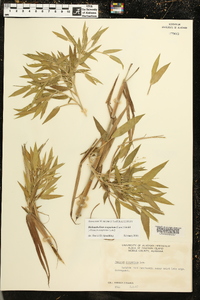 Dichanthelium scoparium image