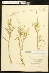 Dichanthelium acuminatum subsp. lindheimeri image