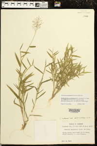 Dichanthelium acuminatum subsp. lindheimeri image