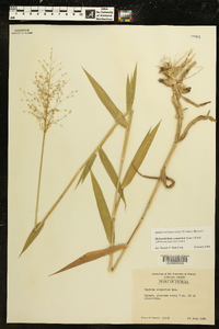 Dichanthelium scoparium image