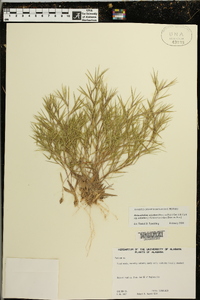 Dichanthelium aciculare subsp. aciculare image